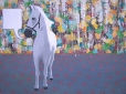 Paard 2, 160 x 120 cm, olieverf op doek, 2008